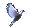 animated_dove
